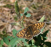 Przeplatka atalia